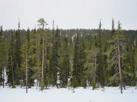 IMG 4701  pohjoisempia kuusikkoja